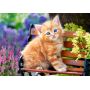 GINGER KITTEN PUZZLE 500 PIECES